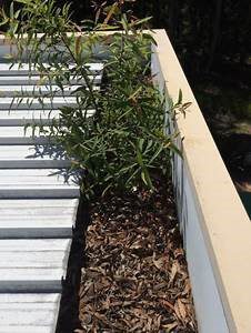 plants growing in the gutter with fallen leaves